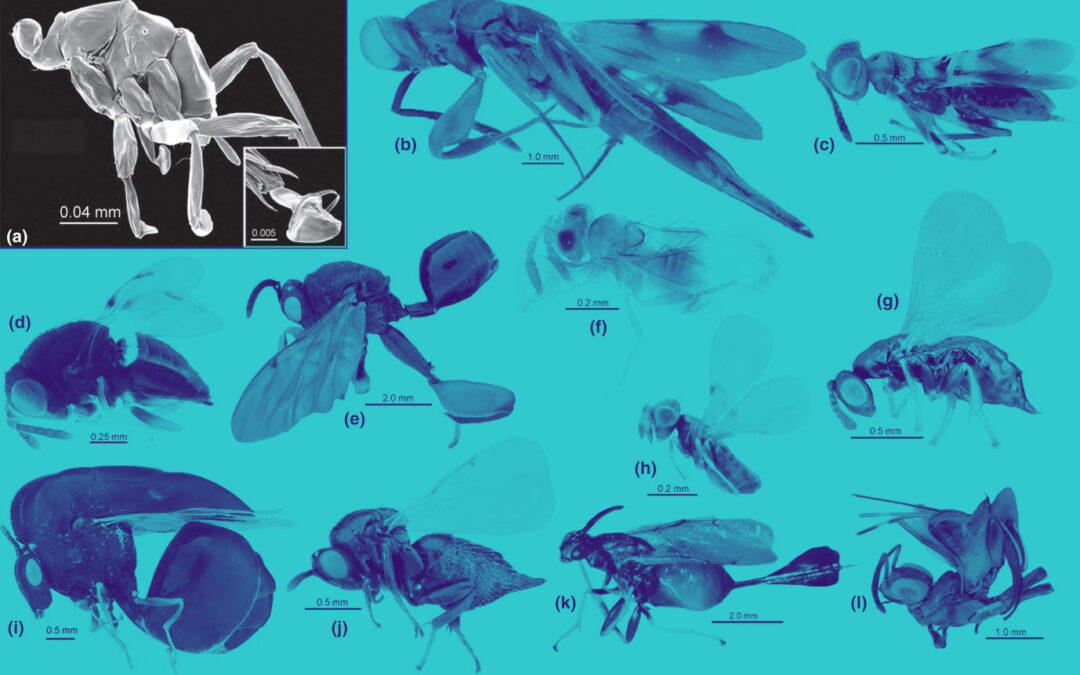 CETAF-DEST Entomological training course – Registration OPEN