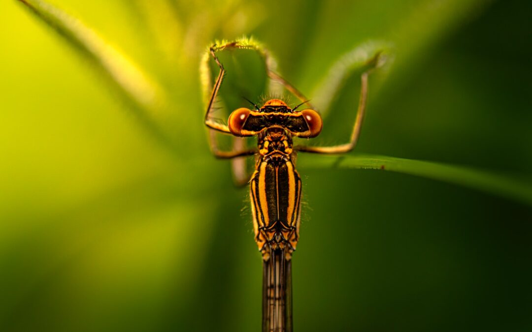 CETAF-DEST Entomological training course – Registration OPEN